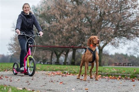 New Yedoo Mezeq Disc-Brake - Sledehondensport & CaniCross & Steppen met ...