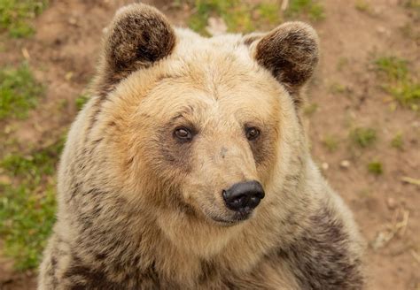 Rescue Bear Dushi - FOUR PAWS in South Africa - Animal Welfare Organisation