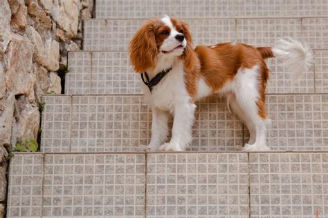 How Long Is A Cavalier King Charles Spaniel Pregnant