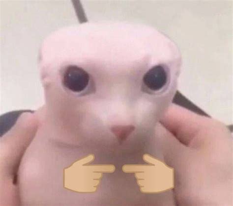 bingus in 2021 | Cute memes, Cute hairless cat, Animal memes