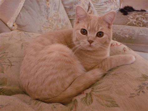 Discover 38 Cream British Shorthair and british shorthair ideas
