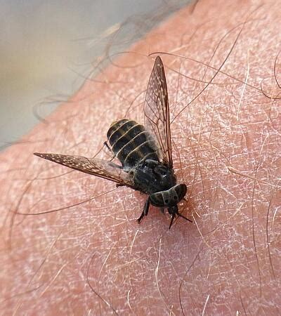 Bremsenstich-Allergie | Symptome & Folgen | Initiative Insektengift