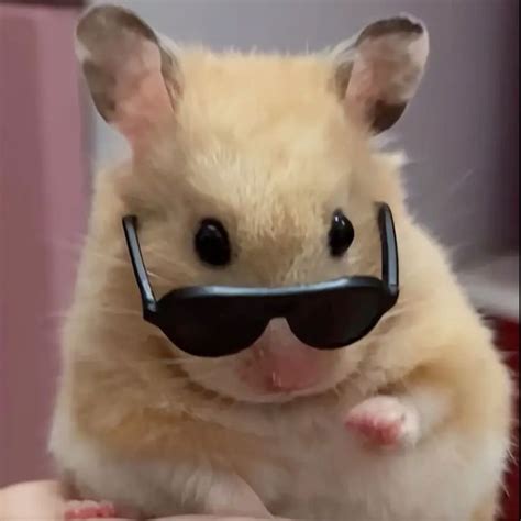 hamster  man face