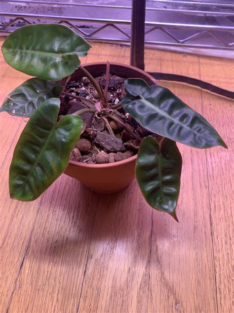 does anyone know how to get rid of these bumps? : r/houseplantscirclejerk