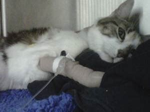 Гастроэнтерит у кошек - симптомы, лечение гастроэнтерита у кошек в ...
