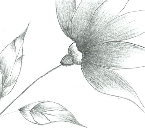 Easy Sketch Flowers at PaintingValley.com | Explore collection of Easy ...