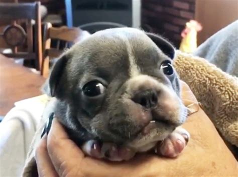 Adorable Canine Comfort: Why Your Dog Purrs Like a Cat - Hunter Games Magazine