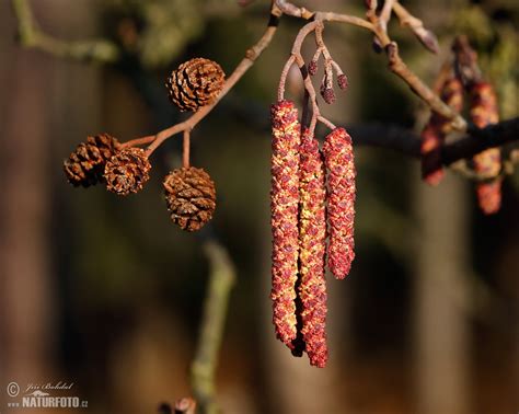 Schwarz Erle Bilder, Schwarz Erle Fotos | NaturFoto