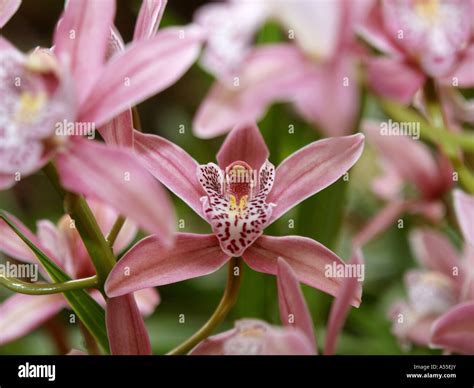 orchids garden, flowerage of Madeira Stock Photo - Alamy