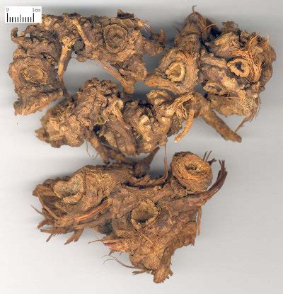 Корневище и корень лигустикума китайского — Rhisoma et Radix Ligustici ...
