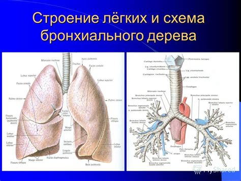 Презентация на тему: "Рак лёгких Доцент М.И. Домбрович. Эпидемиология ...