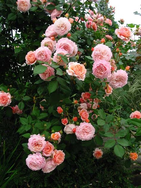 Vintage Belle Broken China Jewelry Blog | Climbing roses, Beautiful ...