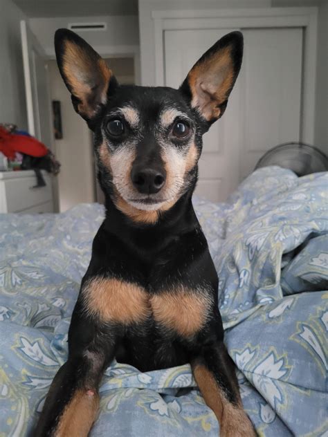 Excuse me human, wake up I'm hungry : r/minpin