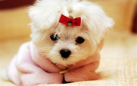 Dog Pictures / Dog Pics