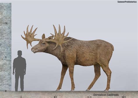 Quantos Metros Tem Um Alce - El alce: el gigante de los cérvidos.