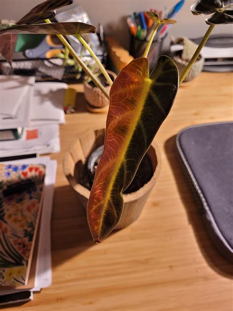 Leaf turning yellow : r/plantclinic