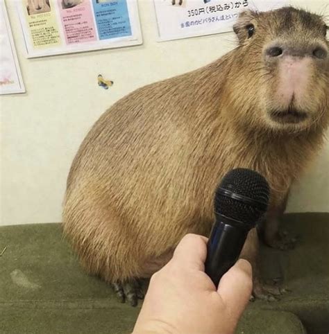 Pin by Kendall Podoll on C u t e | Capybara pet, Capybara, Funny animals