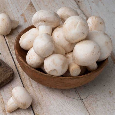 button mushroom  pkt  gm pushtiorganics