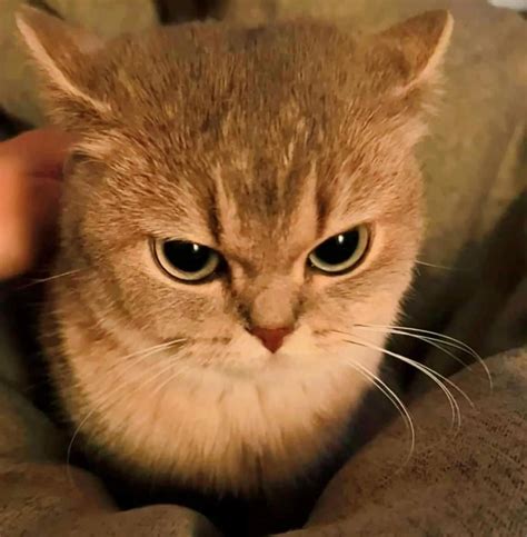Angry Cat Blank Template - Imgflip