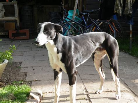 lurcher puppies - Google Search | Lurcher, Puppies, Animals