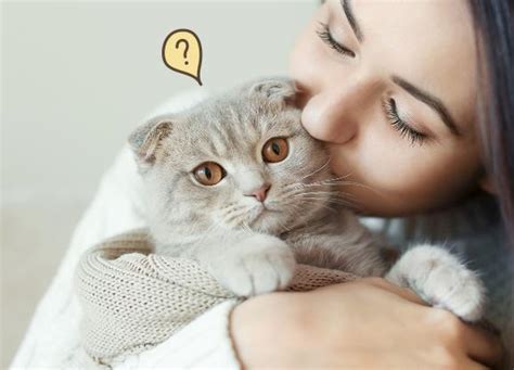 nama kucing betina  jantan lucu terbaru kucingcoid