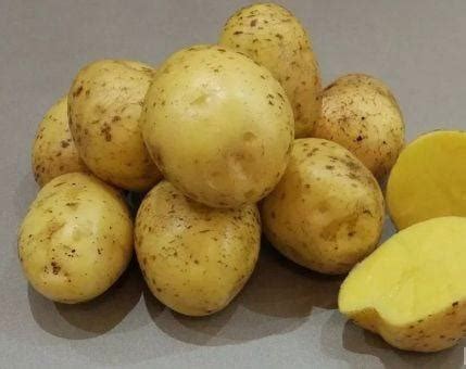 Продам крупный картофель. Сорт -Гала. Сорт жёлтый,вкусный,не ...