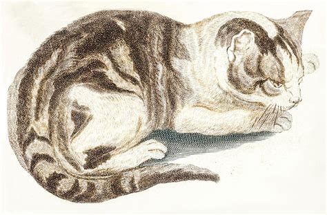 A cat by Johan Teyler (1648-1709). Original from The Rijksmuseum. Digi ...