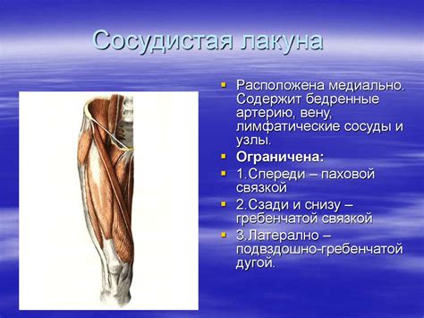 Мышцы и топография конечностей - презентация онлайн