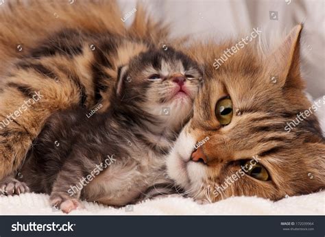 22,411 Cat mother baby Images, Stock Photos & Vectors | Shutterstock