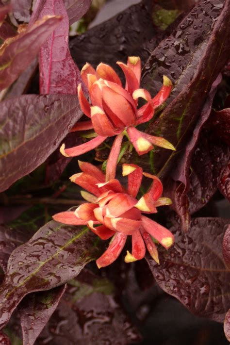 Calycanthus floridus var. purpureus ‘Burgundy Spice’ | Tyler Arboretum