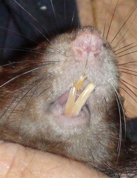 trimming rats teeth joinrats