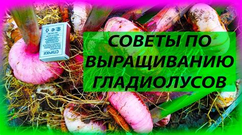 Как сушить луковицы гладиолусов. Как хранить луковицы гладиолусов. Как ...