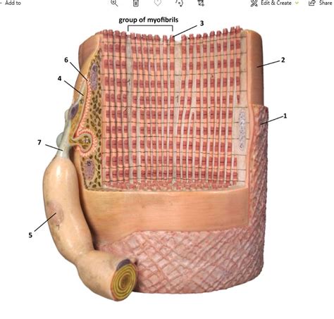 Solved - Add to • Edit & Create S hare group of myofibrils | Chegg.com