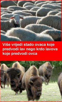 kad krdo postane stado tko  kome ja po svome bloghr
