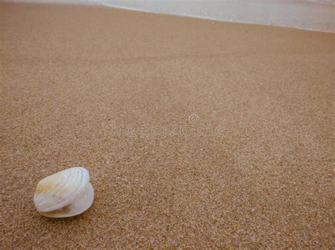 shell  sand   tropical beach stock photo image  carcass