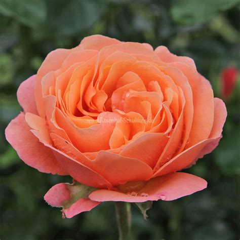Coral Lions-Rose® - Rosen online kaufen im Rosenhof Schultheis – Rosen