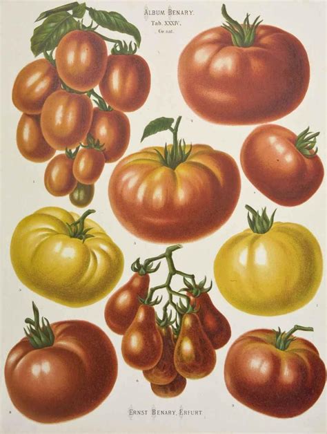 Benary: 175 Years of Seeds - Laidback Gardener