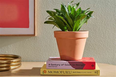 How to Grow and Care for the Easy-Care Dracaena Janet Craig