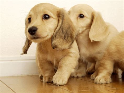 Baby Golden Retriever Wallpaper - WallpaperSafari