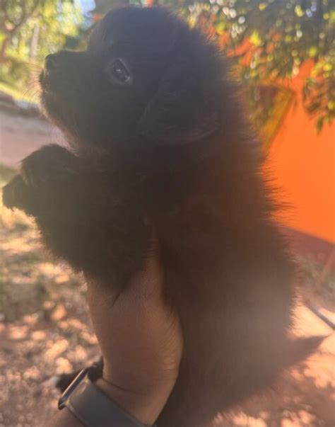 For Sale: Pomeranian Papillon Mix - Linstead