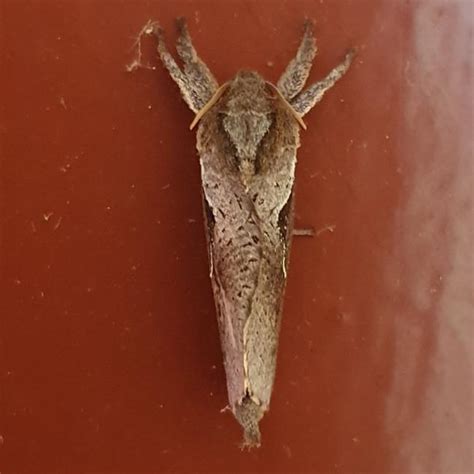 Insecta