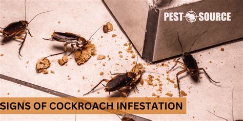 signs  cockroach infestation pest source