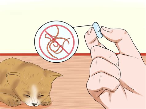 cara merawat kucing bayi tanpa induk 2