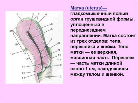 Анатомия и физиология женских половых органов - презентация онлайн
