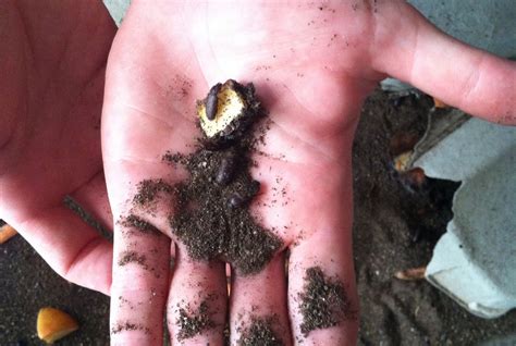How to start your own mealworm farm | Hello Homestead