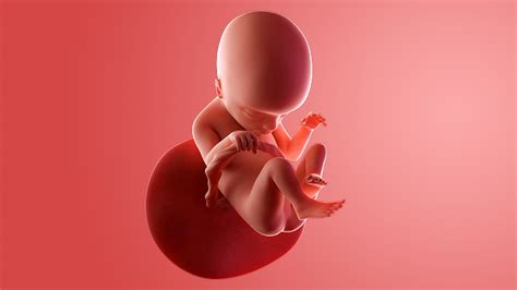 week  pregnancy  baby   active spins  kicks