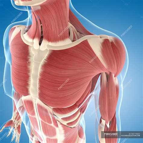 Chest Muscles Anatomy Shoulder Muscles And Chest Human Anatomy | Images and Photos finder