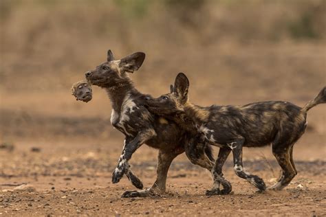 How Do Wild Dogs Kill Their Prey