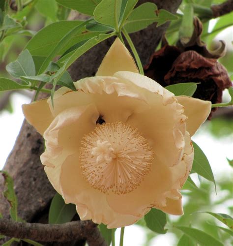 How To Grow Adansonia digitata | EarthOne