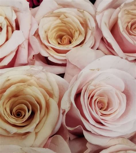 Rose Mother of Pearl - Standard Rose - Roses - Flowers by category ...